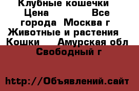 Клубные кошечки › Цена ­ 10 000 - Все города, Москва г. Животные и растения » Кошки   . Амурская обл.,Свободный г.